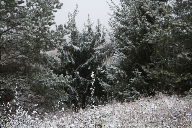 Николай Кулебякин. Пейзаж. 4971-декабрь 2011г.